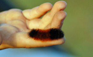 Day 54 of Jacob's Journey: A Wild and Woolly Winter